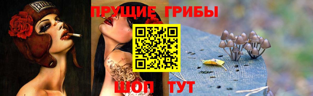 Галлюциногенные грибы Psilocybe Всеволожск